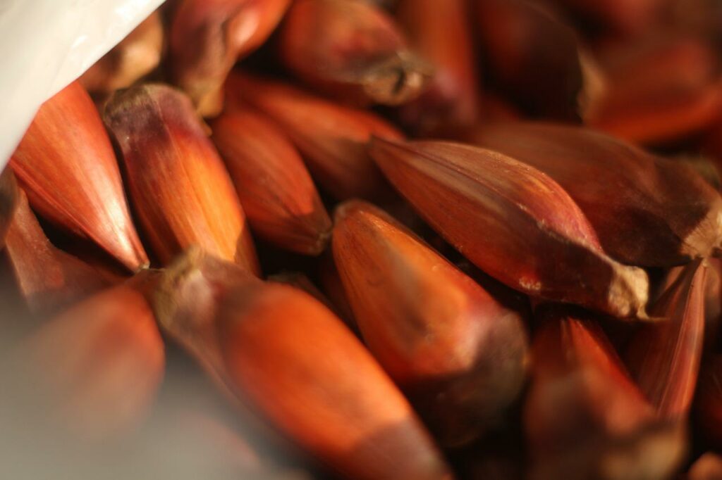 Pinhao, comida típica do Paraná