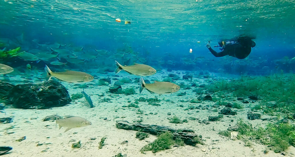 Flutuação nascente azul - peixes