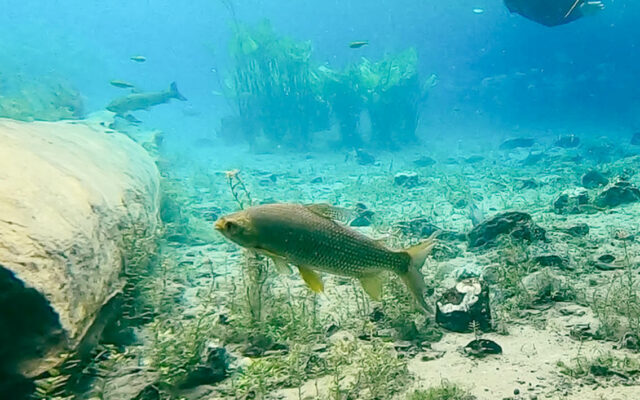 Flutuação nascente azul - peixes