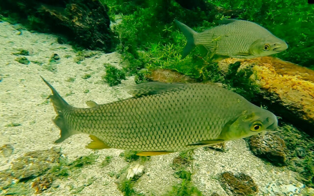 Flutuação nascente azul - peixes