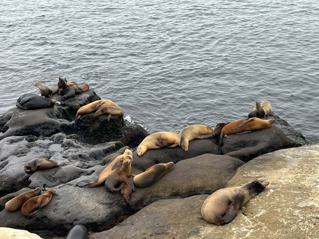 La Jolla -leões marinhos e focas