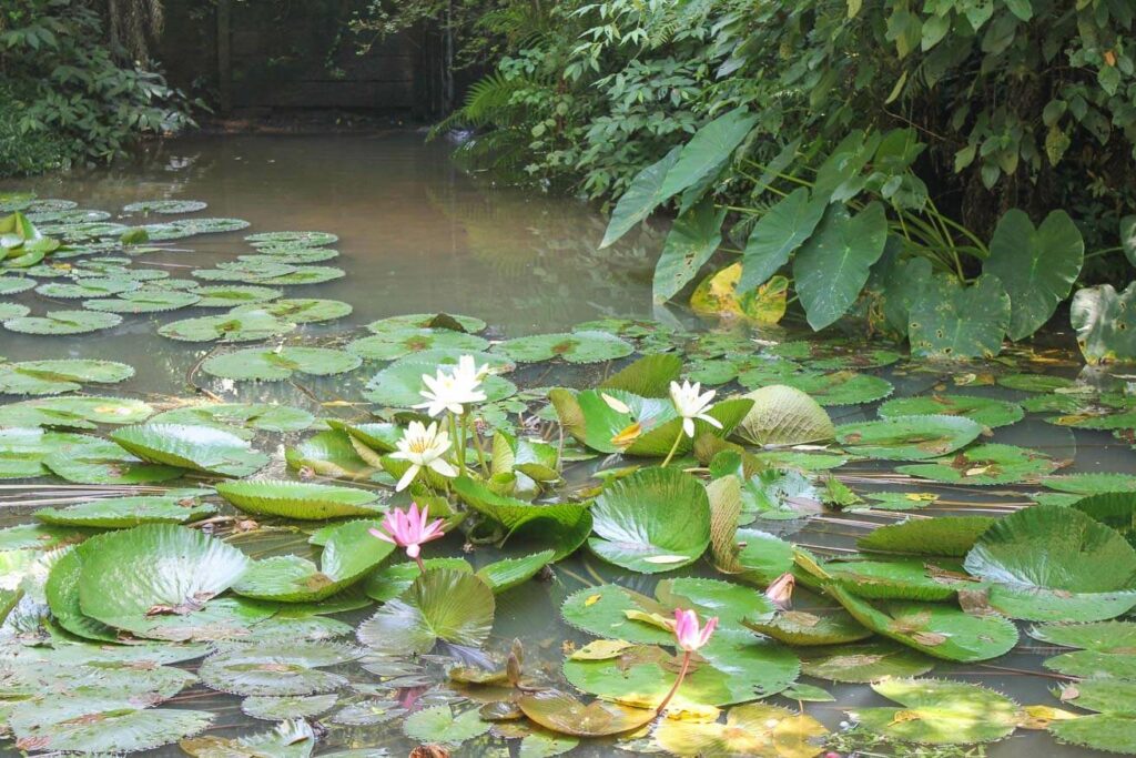 Bosque Alemão em Curitiba