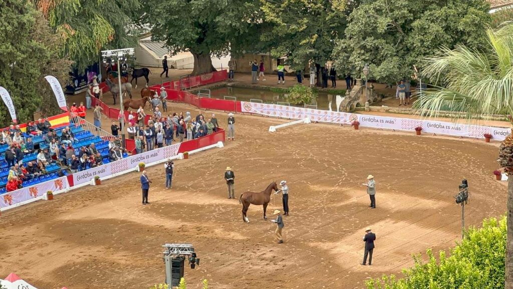 Cultura do cavalo andaluz