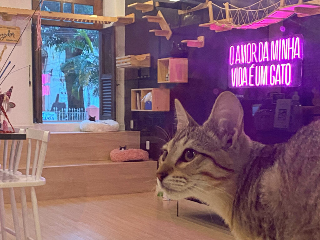 Gato Café unidade Botafogo