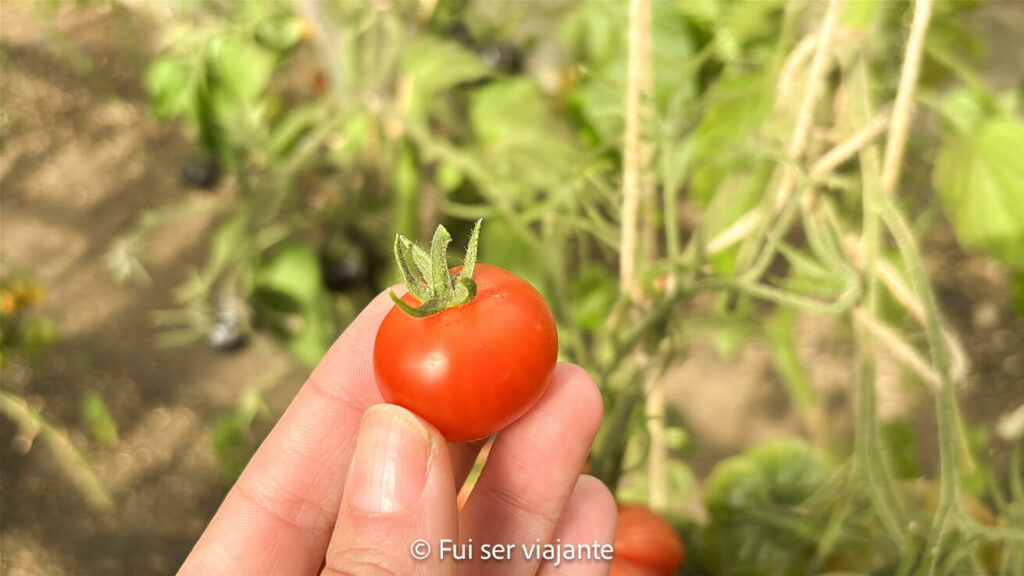 Horta Biointensiva Las Torres Patagonia